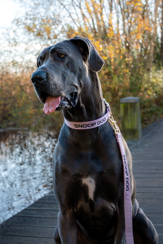 Hondenriem Lilac purple geborduurd – Kwispelkoord