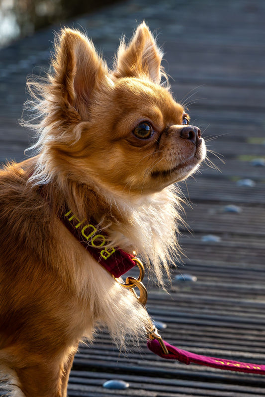 Hondenhalsband Wine red - wijnrood - geborduurd – Kwispelkoord