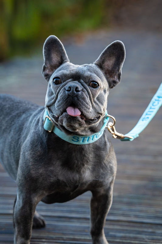 Hondenhalsband Lake green geborduurd – Kwispelkoord