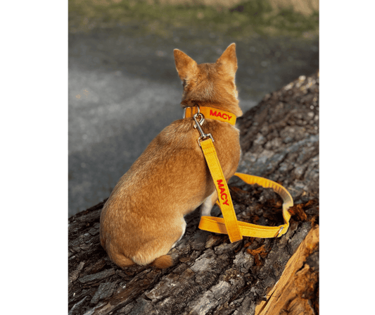 Gepersonaliseerde honden halsband turmeric geel – met naam geborduurd – stevige hondenlijn – Kwispelkoord – luxe hondenaccessoire