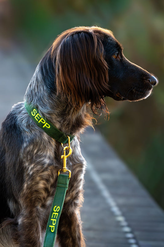 Hondenhalsband Peacock green - donkergroen - geborduurd – Kwispelkoord