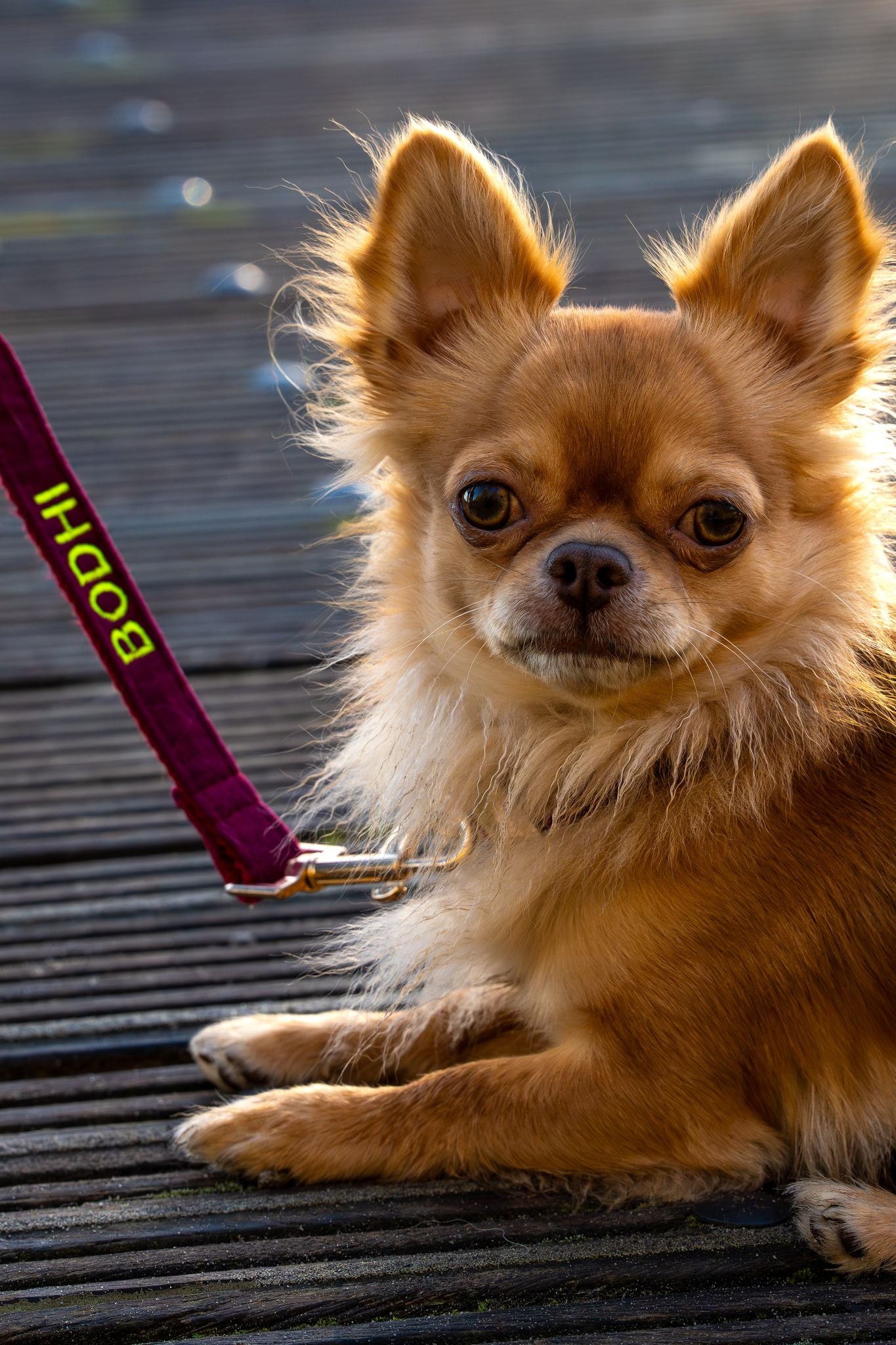 Gepersonaliseerde hondenriem_wine_red_rood_met naam geborduurd – verstelbare luxe hondenriem – Kwispelkoord