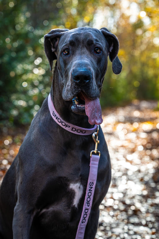 Hondenhalsband Lilac purple paars geborduurd – Kwispelkoord